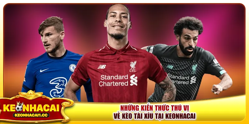 Những kiến thức thú vị về kèo tài xỉu tại keonhacai Những kiến thức thú vị về kèo tài xỉu tại keonhacai